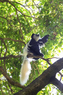 Black and white colobus sitting on branch - NDF01604