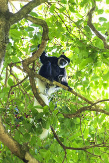 Black and white colobus sitting on branch - NDF01605