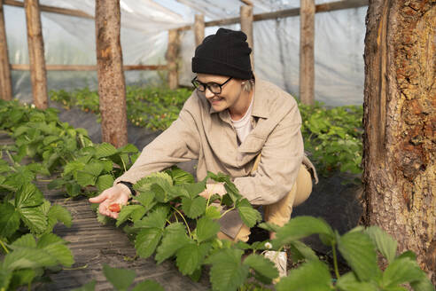 Lächelnder Bauer, der Erdbeeren im Gewächshaus untersucht - VPIF09257