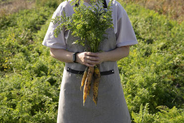 Landwirt mit Schürze und einem Bündel frischer Karotten auf einem Bauernhof - VPIF09271