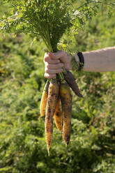 Hand eines Landwirts, der ein Bündel Karotten auf einem Bauernhof hält - VPIF09273