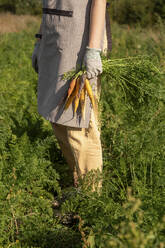 Farmer holding organic carrots standing in farm - VPIF09276