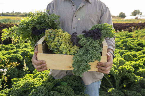 Landwirt hält Kiste mit frischem grünem Gemüse auf dem Bauernhof - VPIF09283