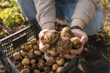 Landwirt mit frisch geernteten Kartoffeln auf dem Hof - VPIF09288