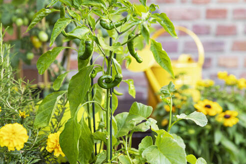 Green chili peppers cultivated in balcony garden - GWF07984