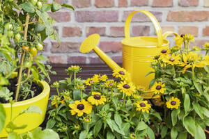 Tomaten und gelbe Sonnenhutblumen im Balkongarten angebaut - GWF07985