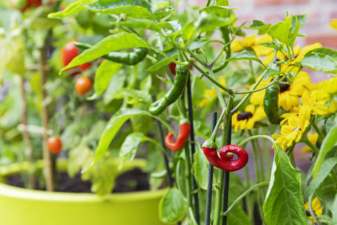 Red and green chili peppers cultivated in balcony garden - GWF07986