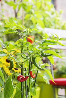 Red and green chili peppers cultivated in balcony garden - GWF07987