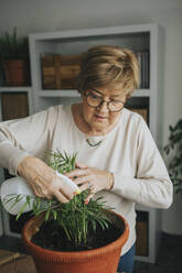 Senior woman spraying water on Chamaedorea plant at home - DMGF01172