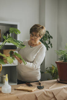Senior woman cleaning monstera leaf at home - DMGF01175