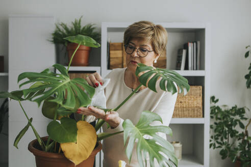 Senior woman taking care of monstera plant at home - DMGF01177