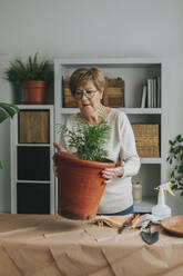 Senior woman picking up plant pot at home - DMGF01179