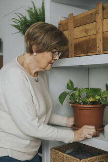 Ältere Frau hält Pothos-Pflanze im Regal zu Hause - DMGF01183