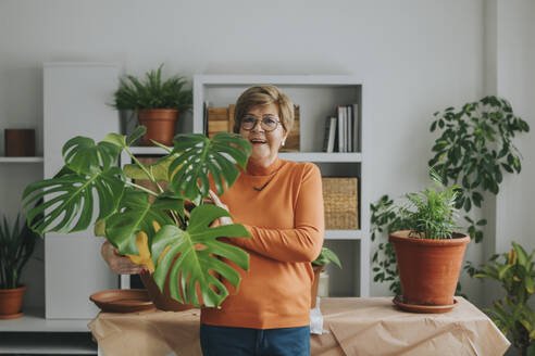 Ältere lächelnde Frau trägt Monstera-Pflanze in der Nähe von Tisch zu Hause - DMGF01193