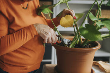 Frau schneidet beschädigtes Blatt von Monstera-Pflanze zu Hause - DMGF01208