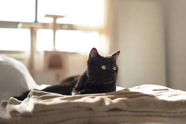 Alert black cat on sofa at home - DMHF00157