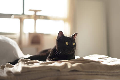 Wachsame schwarze Katze auf dem Sofa zu Hause - DMHF00157