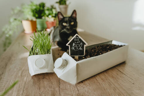 Upcycled milk carton into pot for catnip on table - YTF01762