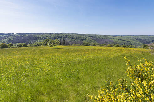 Grüne Löwenzahnwiese unter blauem Himmel im Nationalpark Eifel - GWF07992