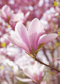 Nahaufnahme eines Magnolienbaums mit rosa Blüten - FSIF06831