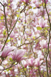 Nahaufnahme eines Magnolienbaums mit rosa Blüten - FSIF06832