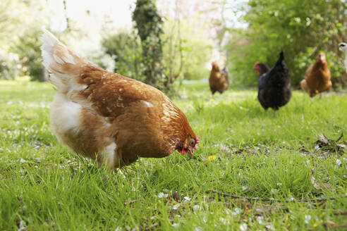 Hühner, die im grünen Gras herumlaufen - FSIF06834