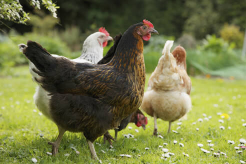 Streunende Hühner im Garten - FSIF06837