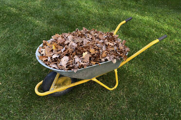 Heap of autumn leaves in wheelbarrow in grass - FSIF06985