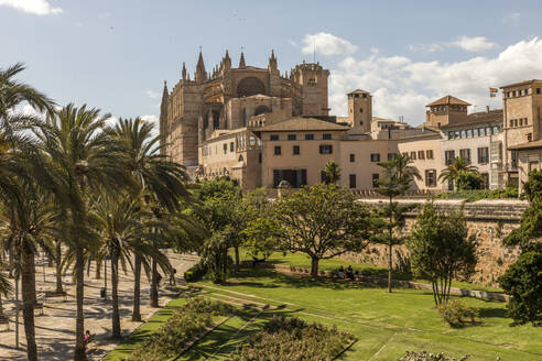 Spanien, Balearische Inseln, Palma, Palmen vor der Kathedrale von Palma im Sommer - JMF00644