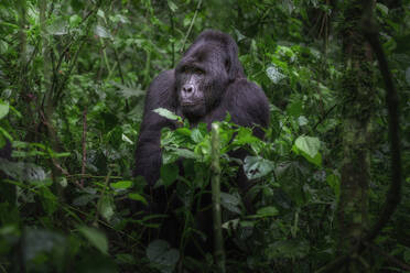 A mountain gorilla calmly sits amidst the lush greenery of Bwindi Impenetrable Forest its gaze fixed thoughtfully in the distance - ADSF52750