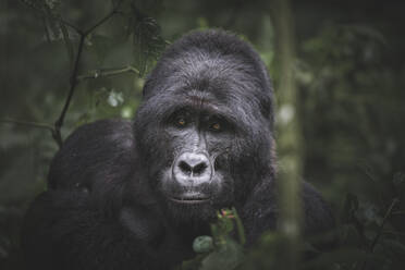 Intense gaze of a mountain gorilla peeking through the dense foliage of Bwindi Impenetrable Forest - ADSF52751