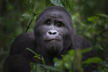 An expressive mountain gorilla looks on calmly surrounded by the verdant undergrowth of Uganda Bwindi Forest - ADSF52752