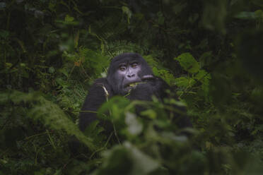 Ein Berggorilla mit nachdenklichem Blick inmitten des dichten Grüns des Bwindi Impenetrable Forest - ADSF52754