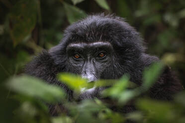 Die seelenvollen Augen eines Berggorillas blicken durch das üppige Laub im Bwindi Impenetrable Forest und wecken die Neugierde - ADSF52755