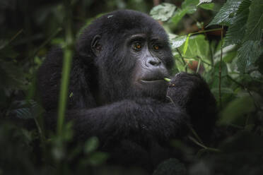 Die sanften Augen eines jungen Berggorillas, wie er im Herzen des Bwindi Impenetrable Forest vorsichtig mit der Vegetation umgeht - ADSF52756