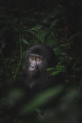 A mountain gorilla with pensive eyes emerges from the dark greenery of the Bwindi Impenetrable Forest - ADSF52757