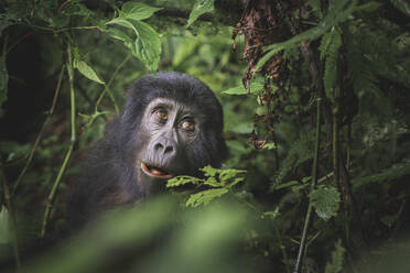 A mountain gorilla with captivating eyes is spotted chewing on foliage in the lush Bwindi Impenetrable Forest - ADSF52758