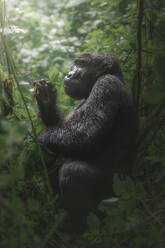 Ein Berggorilla hält ein Blatt und blickt zärtlich nach oben inmitten des gedämpften Sonnenlichts des Bwindi-Waldes - ADSF52760