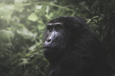 A thoughtful mountain gorilla gazes upwards its profile accentuated by the soft natural light filtering through Bwindi Forest - ADSF52761