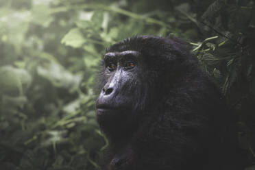 Ein nachdenklicher Berggorilla blickt nach oben, sein Profil wird durch das weiche natürliche Licht, das durch den Bwindi-Wald fällt, hervorgehoben - ADSF52761