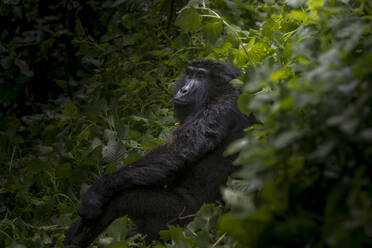 Mountain gorilla lying down amidst lush vegetation caught in a beam of light piercing the canopy of Bwindi Impenetrable Forest - ADSF52762