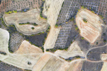 Luftaufnahme eines Flickenteppichs aus landwirtschaftlichen Feldern mit unterschiedlichen Farben und Strukturen, durchzogen von Feldwegen und kleinen Baumgruppen, die eine natürliche und doch geordnete Landschaft darstellen - ADSF52784