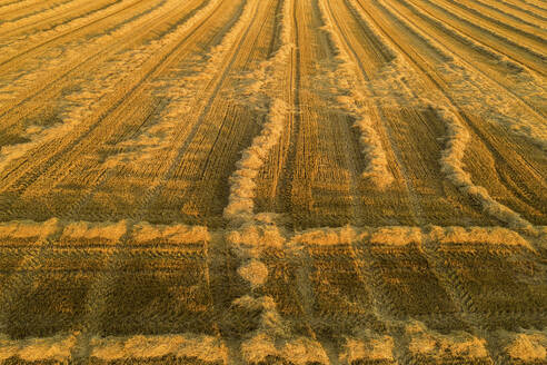 From above aerial view of golden hues and shadowy lines dominate this aerial photograph of expansive farmlands at dusk, highlighting the repetitive patterns of harvested crop rows - ADSF52785
