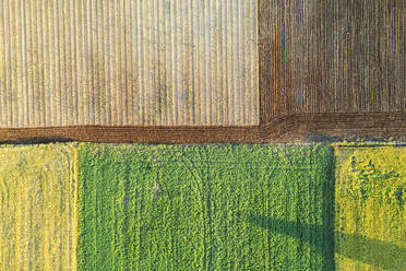 Top view of a colorful patchwork of blooming and ploughed fields creating a vibrant and diverse agricultural landscape - ADSF52788