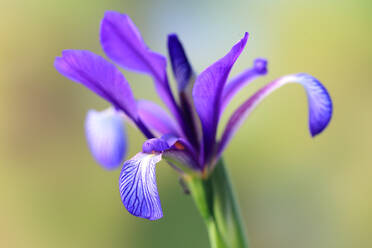 Lebendige Nahaufnahme einer blauen Irisblüte mit zarten Blütenblättern vor einem gelben Hintergrund mit Weichzeichner, der die auffälligen Muster und leuchtenden Blautöne hervorhebt - ADSF52792