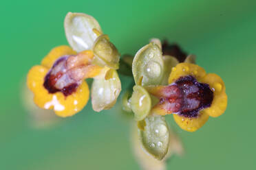 Von oben Makrofotografie einer gelben Lutea-Orchidee mit einem ausgeprägten bienenähnlichen Zentrum vor einem sanften grünen Hintergrund - ADSF52796