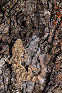 A close-up image capturing the intricate pattern of a common gecko, Tarentola mauritanica, as it blends into the grooved surface of a tree, exemplifying the art of camouflage in nature. - ADSF52798