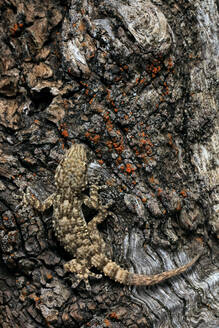 A common gecko, Tarentola mauritanica, exhibits remarkable camouflage against the intricate patterns of tree bark in a stunning display of adaptation and survival instinct, showcased through detailed macrophotography. - ADSF52800