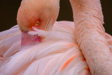 Ein intimer Blick auf einen rosafarbenen Flamingo bei der Pflege, mit einem detaillierten Blick auf das Auge und das Gefieder des Vogels - ADSF52810