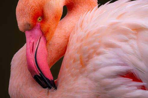 Nahaufnahme des Kopfes und des Halses eines Flamingos mit komplizierten Federdetails vor einem dunklen Hintergrund, der das Auge und den Schnabel des Flamingos hervorhebt - ADSF52811